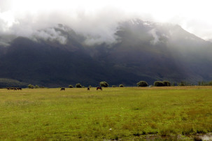 Horse Ride in Glenorchy