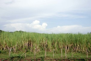 Zuckerrohrplantage im Valle de los Ingenios